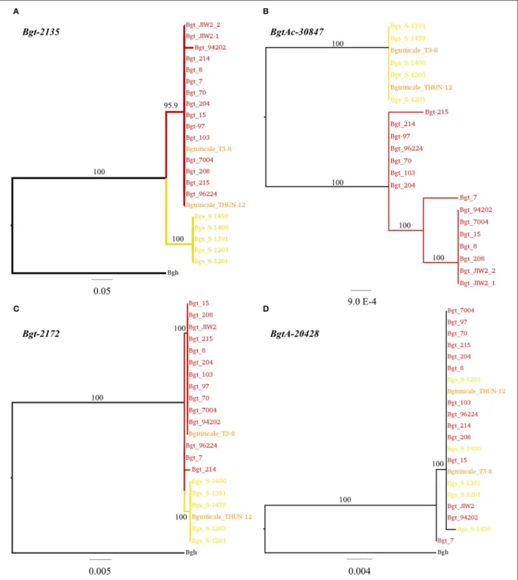 FIGURE 9 | Phylogenetic analysis of four genes differentially expressed between wheat and rye mildew based on 23 Blumeria graminis genomes