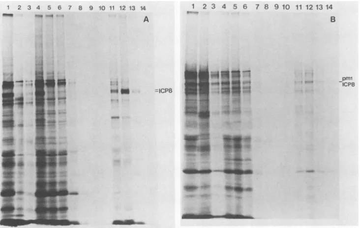 TABLE 3. Ability of mutant ICP8 to bind to ssDNA cellulose