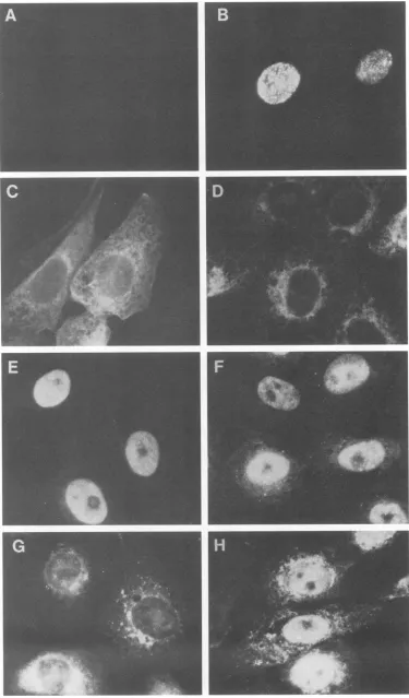 FIG. 7.goatimmunoglobulinhphosphonoacetate;dlOl-infected postinfection, Subcellular localization of ICP8 encoded by mutant viruses