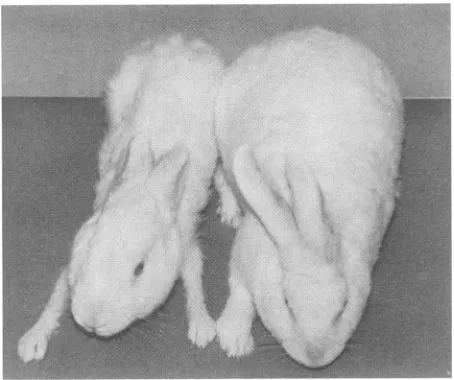 FIG. 6.ofceivedmatchedmaintained a Severe weight loss in a BLV-infected rabbit. Appearance BLV-infected rabbit(left) compared with that of an age- control rabbit (right)
