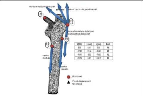 Figure 6 Muscles point load configuration in physiological loading.
