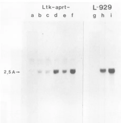 FIG. 7.e),L-929(laneorIFN-ymloligo(A)cellssionNorthern treated IFN-P and IFN-y act synergistically to induce expres- of the 2,5-oligo(A) synthetase gene
