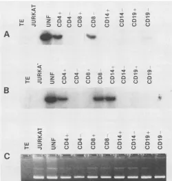 FIG. 3.amplificationinLysatesdescribedlysates103 TE PCR amplification of envelope sequences of representative 10-fold dilutions of PBMC and their respective CD4+ T cells
