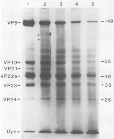 FIG. 2.wereetchedandpolypeptideofindicateproteins accelerated SDS-polyacrylamide gel analysis of HSV-1 B capsid derived from unetched capsids (lane 1) and from capsids for 1 s (lane 2), 3 s (lane 3), 6 s (lane 4), and 10 s (lane 5)