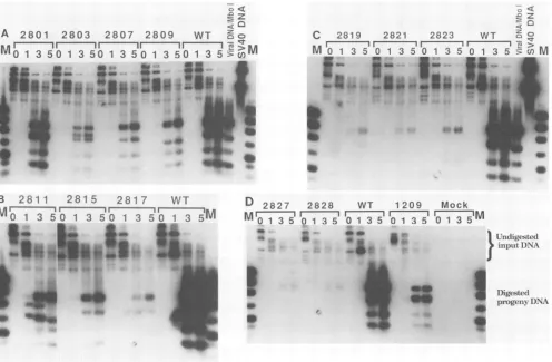 FIG. 2.preparedlaneslinkersides1, 3, Mutant SV40 DNA replication in Cos-1 cells. Cos-1 cells were transfected with mutant DNAs