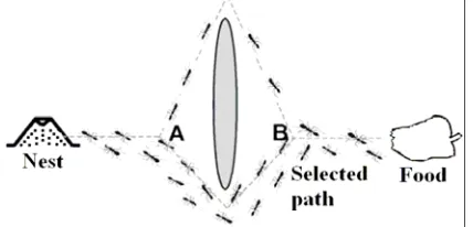Figure 3-How real ants find shorter path from the nest to the feed 