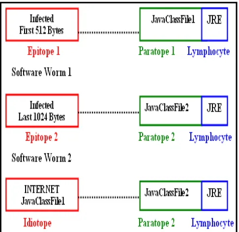 Figure 5. Artificial Immune Network Components 