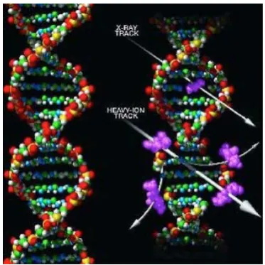 Figure 1: An artist’s concept of DNA battered 