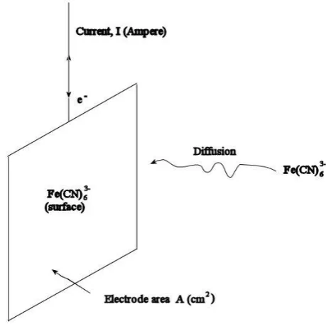 Figure 1.2  Diffusion process of Fe(CN)63- to the electrode from bulk to solution [5]