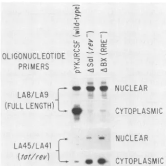 FIG. 4.tion.andusing105 Effect of Rev on nuclear and cytoplasmic RNA distribu- RNA from electroporated 729 cells was separated into nuclear cytoplasmic fractions
