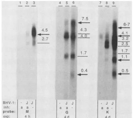 TABLE 1. Spatial and temporal distribution of BHV-1 transcripts