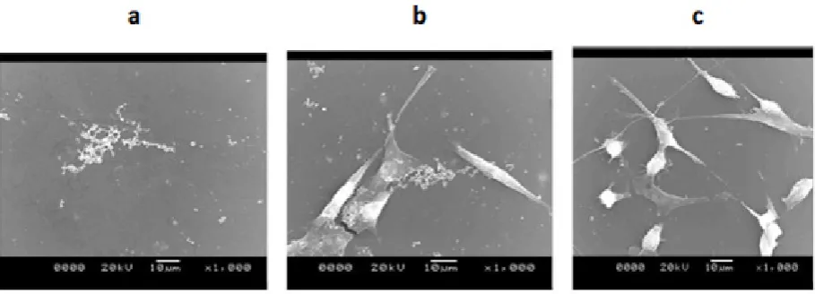 Figure 5 - SEM micrographs of a) mPE, b) mPE-2.5 J/cm2 and c) mPE-5 J/cm2 treated samples seeded with 3T3 fibroblast cells