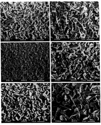 Figure 2.3 SEM micrographs of films prepared using solutions of different content. Codes defined in Table 2.2
