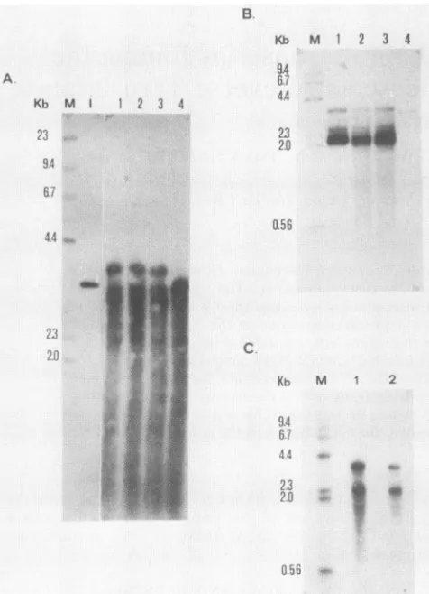 FIG. 2.EcoRI-RsaIhybridizationanalysis,thentranscriptlambdaofandareindicatedaretheORF2.6-kbpre-S2+SHBV1).HBcAg the After Mapping of the novel viral transcript