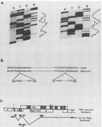 FIG. 3.junctionsjunctions(B)homologytranscriptasemarked. Structure of the doubly spliced HBV transcript deduced from cDNA clones