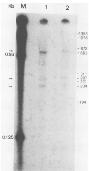 FIG. 4.fragmentstheelongatedcin.withpolyacrylamidementsReactionsion. Mapping of the 5' end of spliced RNA by primer exten- An oligonucleotide complementary to exon 2 was labeled at5' end, annealed with poly(A)+ RNA from the liver, and by reverse transcript