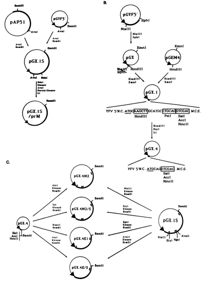 FIG.1.genomeintroducedConstruction(MCS)excesssequencesrestrictionprMofbecausestructural the Schematic diagram of the strategy used to construct YFV in vitro expression plasmids