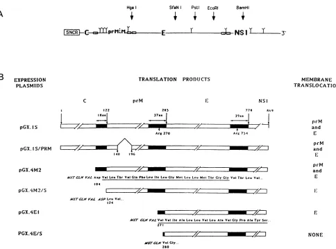 FIG. 2.YFVrestrictionTheTheproteins.aminoandpolypeptidesstructural Schematic diagrams of the proteins synthesized by the YFV in vitro expression plasmids