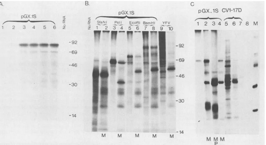 FIG. 3.codingtranscriptstranscriptswereextracted(lanesynthesizedmembranes.cells.directedmousepresencesize Analysis of the translation products synthesized in RRL programmed with pGX.1S transcripts