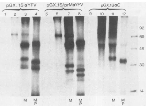 FIG. 4.grammedwiththeperformedcorrespondasetime.normalrabbitwithM,serumK treatment. Immunoprecipitation of YFV proteins from RRL pro- with transcripts from pGX.1S and pGX.lS/prM linearized BamHI