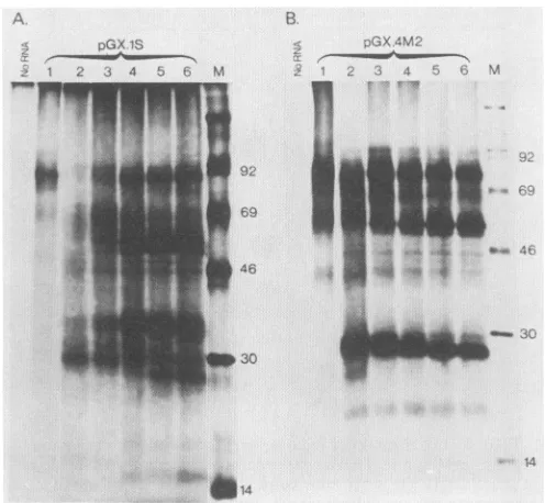 FIG.7.productstheafterAddition(lanespGX.4M2precursor.protein Kinetics of processing of the YFV structure proteinTranscriptsfromBamHI-linearizedpGX
