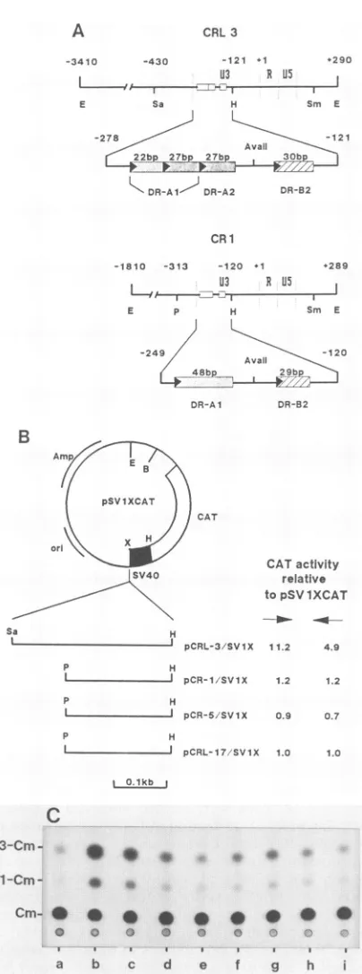 FIG.1.47-bprestrictioneachRD-114aofLTRsonlyfirstSchematicU3,emphasize 30-bp DR-A2 Differential activity of the enhancer region from the 5' of two endogenous RD-114 proviruses, CRL3 and CR1