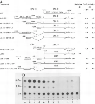 FIG.3.ofdesignationsa,(-numberedtransfection pL3; the181)/L3 Structures and activities of mutants bearing 5' unidirectional deletions or deletions in the central region