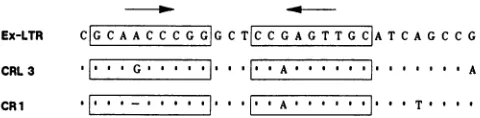 FIG.5.foundareastion.exogenousinCRL3 Comparison of the DR-B2 nucleotide sequence presentallthree RD-114 LTRs