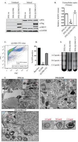 FIG 4 The exogenous expression of ORF37 protein rescued the ORF37-defective phenotype