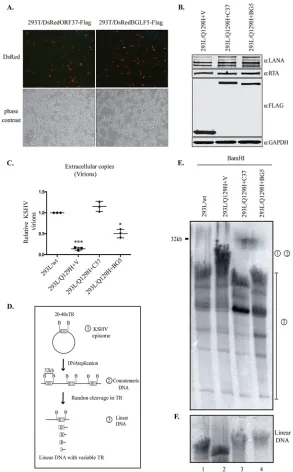 FIG 5 EBV-BGLF5 only partially complements the abolished DNase activity of the Q129H mutant