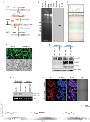 FIG 1 Generation of ORF37-DNase-inactivated (Q129H) recombinant KSHV (the Q129H mutant) via homologous