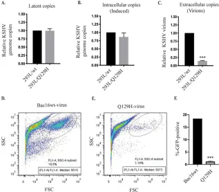 FIG 2 DNase activity of ORF37 did not affect latent/lytic KSHV DNA synthesis but rather virion produc-tion