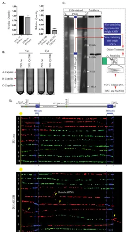 FIG 3 ORF37’s DNase activity is required for efﬁcient packaging of viral DNA and nuclear egress
