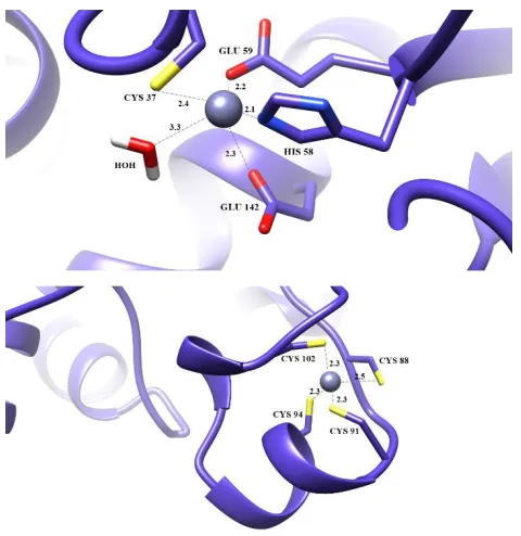 Figure 5 The binding of NAD+ to the coenzyme binding domain. NAD+ is shown in the blue stick representation, with a transparent molecular surface.The adenosine half bound in a cleft at the surface of the domain, and the nicotinamide half bound deep in the 