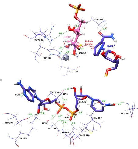Figure 6 (a) The binding mode of Zn2+ and substrate in catalytic site. (b) The interaction of PdGPDH with NAD+ in the coenzyme binding domain