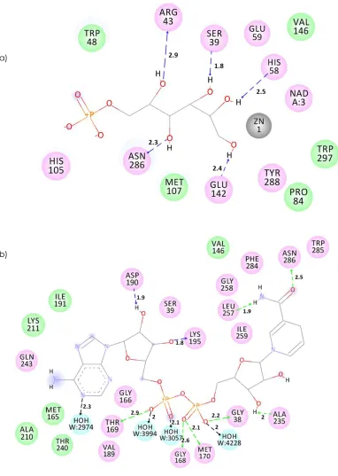 Figure 7 The interactions of PdGPDH with (a) Zn2+ and substrate in catalytic site; (b) NAD+ in the coenzyme binding domain