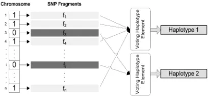 Fig. 2.  GA chromosome and inferring haplotypes from one partitioning   