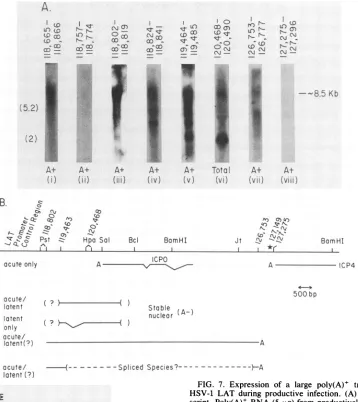 FIG. 7.HSV-1 Expression of a large poly(A)+ transcript containing LAT during productive infection