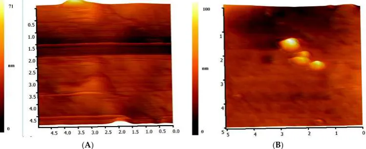 Figure 8.Figure 8. Representative AFM images of pristine and Aloe vera dip‐coated mPE‐nHA. (A) Pristine mPE‐nHA; Representative AFM images of pristine and (B) 24 h Aloe vera dip‐coated mPE‐nHA.  Aloe vera dip-coated mPE-nHA