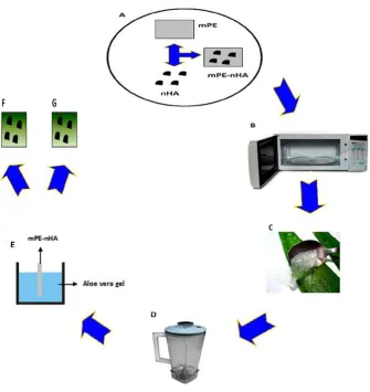 Figure 1. Aloe veraAloe veraofFigure1. Schematic representation of steps involved in mPE‐nHA nanocomposite coating with Aloe vera. (A) Synthesis of mPE‐nHA nanocomposite; (B) 60 s microwave treatment; (C) Extraction of Aloe vera; (D) Thorough mixing of the