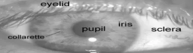 Fig. 2. A front view of the Human Iris [15] 