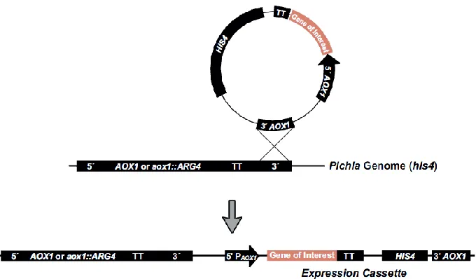 Figure 2. Insertion of the plasmid 3’ to the intact AOX1 locus (Mut+). 