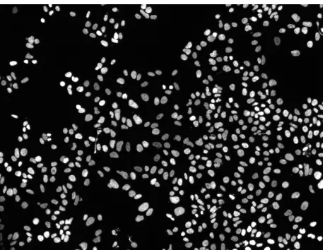 Fig. 1 Microscopy image with several hundred cells. 