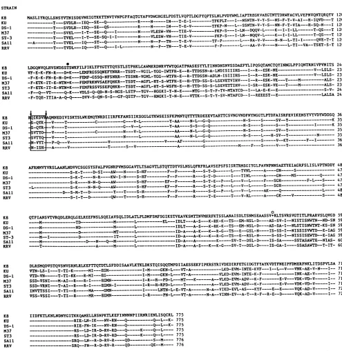 FIG. 2.connectingaminopredicted Comparison of VP4 amino acid sequence of strain K8 with those of other human and simian rotavirus strains