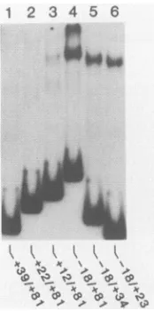 FIG.1.analysistiontooligonucleotidetermedreferredindicatedirection.relevantbybinding the Sequence of the HIV-1 LTR around the site of transcrip- initiation