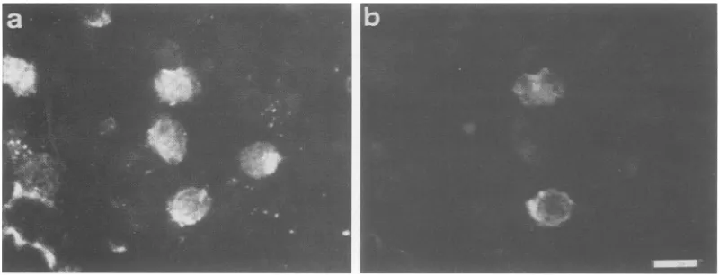 FIG.1.JPX-9,theingel(2G.were x half, Induction of p4Ofax by CdCl2 in JPX-9 cells. (A) Dose-dependent induction of p40("' protein in JPX-9 cells by CdCl2