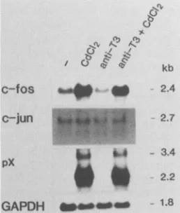 FIG. 3.JPX-9amountoncogenesrelativeeach(2mRNARNAp40"xing x Northern blot analysis of expression of nuclear proto- after induction of p4OfeLx in JPX-9 cells