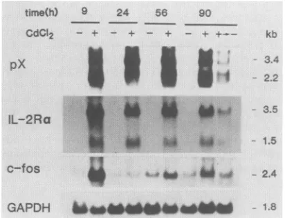FIG. 5.forperincubated Effects of CdCl2 treatment on levels of c-fos mRNA in JPX-9 and control cells