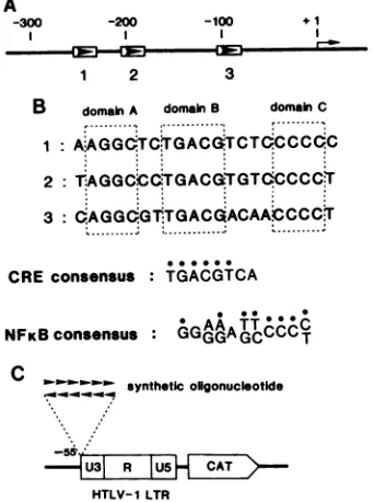 FIG.1.forrepeatsrepeatsofrepresentsHTLV-Isite.LTRsignificantlysequencessegment. the Alignment of transcriptional enhancers of HTLV-I in the and comparison of sequences