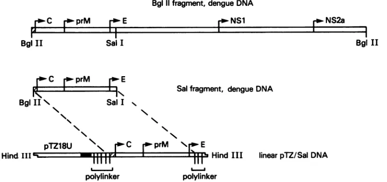 FIG.1.expressedDNArecombinantvirus Derivation of Sal DNA in the pTZ/Sal construct. A 4-kb fragment of cloned dengue virus (type 4, strain 814669) DNA previously in a vaccinia virus recombinant (34) was cloned into the plasmid vector PTZ18U at the BamHI sit